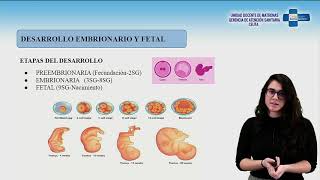 Desarrollo embrionario y fetal [upl. by Lenore]