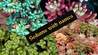 Sedum or orpin succulents variety with names [upl. by Aiyn997]