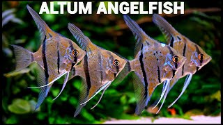 Altum Angelfish  4k Cinematic [upl. by Ridan]