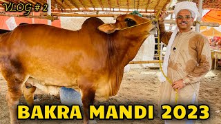 Amin Hafeez in Bakra Mandi  Shahpur Kanjra  VLOG  2 [upl. by Westfahl]