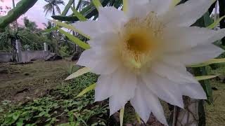 cross pollinating Australian yellow dragon fruit  ISIS Philippine province [upl. by Carlick595]