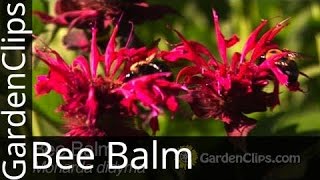 Bee Balm  Monarda didyma  How to grow Bee Balm [upl. by Jutta]