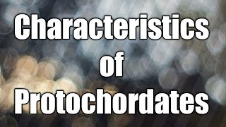 Characteristics of protochordates  protochordates [upl. by Marja]