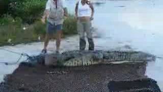 American Crocodile Rescued in Belize [upl. by Girhiny]