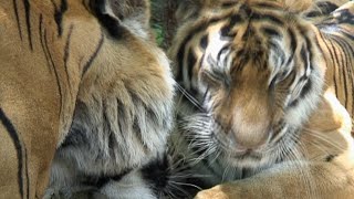 DOCUMENTAIRE  LE TIGRE DINDOCHINE Cambodge [upl. by Dorine]