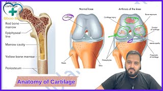 Anatomy of Cartilage  Aboo Med  Tikrit 2Y Lec1 [upl. by Gaige]