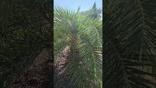 Phoenix canariensis thriving near Charlotte NC [upl. by Sadick522]