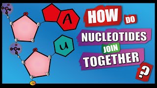 How Do Nucleotides Join Together  A Level Biology  Phosphodiester Bonds  Condensation reactions [upl. by Bekaj]