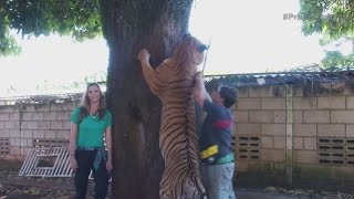 Hombre tiene a siete tigres como mascotas [upl. by Boyer]