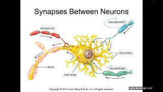 Saltatory and continuous conduction synapses EPSP IPSP temporal and spatial summation [upl. by Blondelle606]