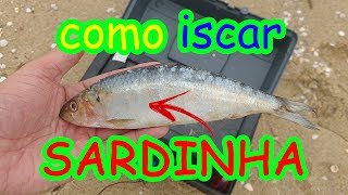 como iscar SARDINHA para pesca de praia  as ANCHOVAS não resistem [upl. by Saiasi146]