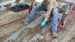 Planting Tomatoes [upl. by Retla]