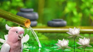 Relaxing Spa Music Meditation Sleep Music Healing Stress Relief Yoga Zen Sleep Waterfall [upl. by Lila]