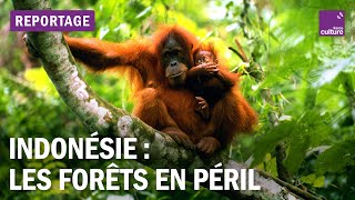 Les ravages de la déforestation en Indonésie [upl. by Eyahc386]