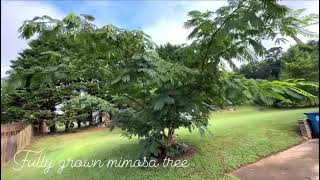 Mimosa tree Full grown after 6 years [upl. by Nicholas]