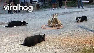 Dogs Herding Ducks  ViralHog [upl. by Sharla]