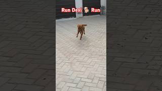 Run Dexi 🐕 Run 🏃🦮🐕‍🦺🐶👈💜🩵🥰❤️🇵🇰✅🇺🇸🇨🇦🇬🇧🇩🇪🇷🇺🇮🇳🇮🇹🇶🇦pets dog running shorts nadeembukhari viral [upl. by Raseta]