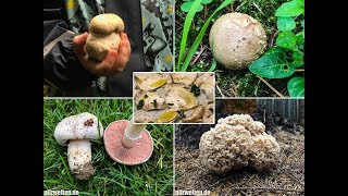 Pilze im September  03092018  Steinpilz Champignons Krause Glucke  SteinpilzCarpaccio [upl. by Dammahom]