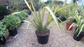 Phormium Apricot Queen at Big Plant Nursery in West Sussex UK [upl. by Eelyk]