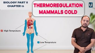 Thermoregulation mammals Cold  Biology Part 2  Chapter  15  Ucademy [upl. by Raimund]