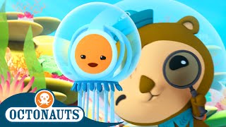 Octonauts  🦦 Shellington Meets an Immortal Jellyfish 🎐  Season 3  Best Bits [upl. by Joby234]