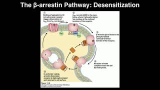 Biosignaling  Receptor Desensitization by Betaarrestin [upl. by Bove]