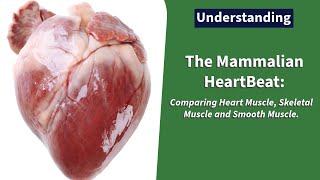 The Mammalian Heart Beat Comparing Heart Muscle Skeletal Muscle and Smooth Muscle Class 12Form 3 [upl. by Emlynne]