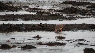 redshank foraging [upl. by Ahsiea]