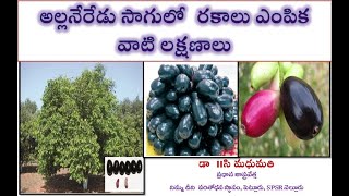 Jamun Neredu Cultivation  అల్లనేరేడు సాగులో రకాలు ఎంపిక వాటి లక్షణాలు [upl. by Zeba280]