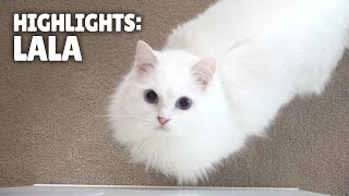 Highlights of LaLa the Cat  Kittisaurus [upl. by Nilekcaj]