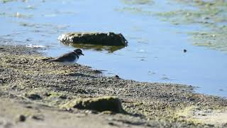 Chorlo Semipalnmeado Charadrius semipalmatus [upl. by Averi934]