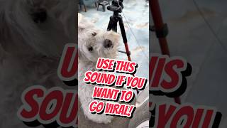 Schnauzer dog wants you to go viral Use this sound🐶💟shortsviral trendingdogpetsshortsvideo [upl. by Yroffej744]