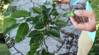 Common persimmon Diospyros virginiana  Plant Identification [upl. by Giddings]