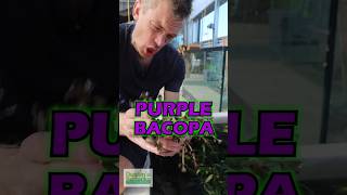 Bacopa Salzmannii Purple Aquarium Plant For Sale [upl. by Hnaht]