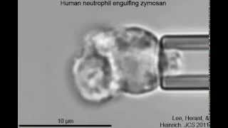 Phagocytosis of a zymosan particle by a human neutrophil [upl. by Dugaid366]