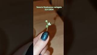 Senecio rowleyanus variegata мій досвід вирощювання senecio garden plants suculentas [upl. by Takeo]