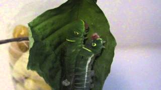 Eastern Tiger Swallowtail Caterpillar Molting Realtime [upl. by Acitel]