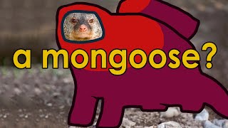 A MONGOOSE Among Us [upl. by Terrej]