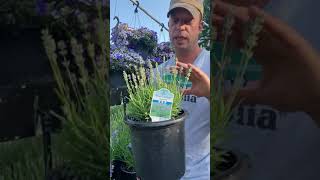 Lavender Tips for Growing in the Midwest [upl. by Neeron]