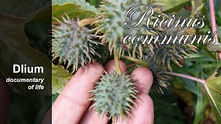 Ricinus Ricinus communis [upl. by Kuehnel]