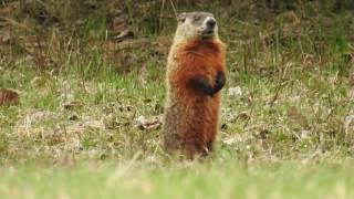 Marmotte Siffleux et son amie la corneille [upl. by Naujat]