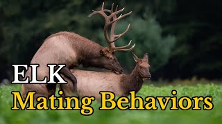 Surprising Facts About Elk Mating Behaviors  Elks Real Mating Footages [upl. by Ten]