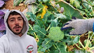 Harvesting Broccoli Shoots [upl. by Egdirdle]