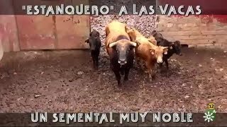 quotEstanqueroquot a Las Vacas Un Semental Muy Noble [upl. by Ivek533]