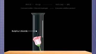 Bleaching Action of Sulphur Dioxide [upl. by Swanson]