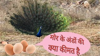 what is the price of peacock or peafowl eggs  Peafowls eggs [upl. by Ahsilac]