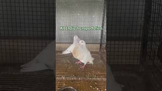 Gaditano pouter pigeon  All India transportation [upl. by Fernas]