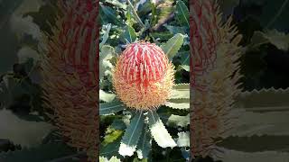 Banksia menziesii commonly known as firewood banksia floweringplant naturesbeauty [upl. by Wiggins]