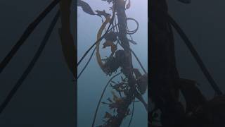 November donut dive at the keystone jetty in Coupeville Washington scubadiving underwater gopro [upl. by Eirojram]