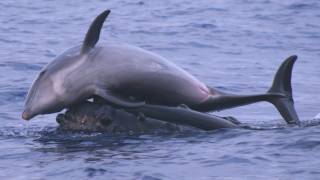 Science Bulletins Whales Give Dolphins a Lift [upl. by Rozamond]